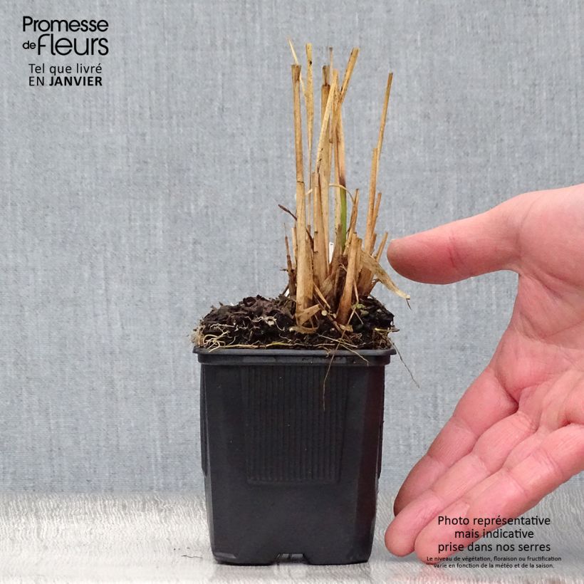 Exemplar von Molinia caerulea subsp. arundinacea Transparent - Rohr-Pfeifengras Kleine Töpfe von 8/9 cm wie im Winter geliefert