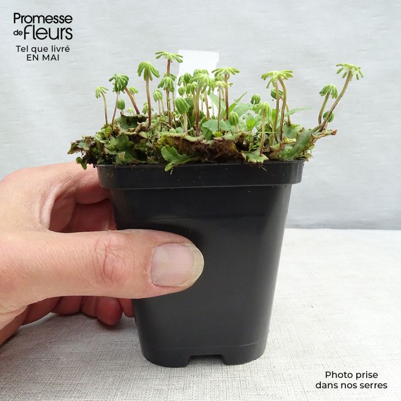 Exemplar von Molinia caerulea subsp. caerulea Heidebraut - Rohr-Pfeifengras Kleine Töpfe von 8/9 cm wie im Frühjahr geliefert