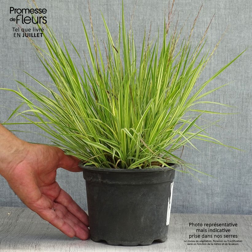 Exemplar von Molinia caerulea subsp. caerulea Variegata - Rohr-Pfeifengras Topf mit 2L/3L wie im Sommer geliefert