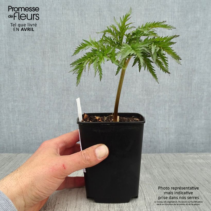 Exemplar von Molopospermum peloponnesiacum - Striemensame Kleine Töpfe von 8/9 cm wie im Frühjahr geliefert