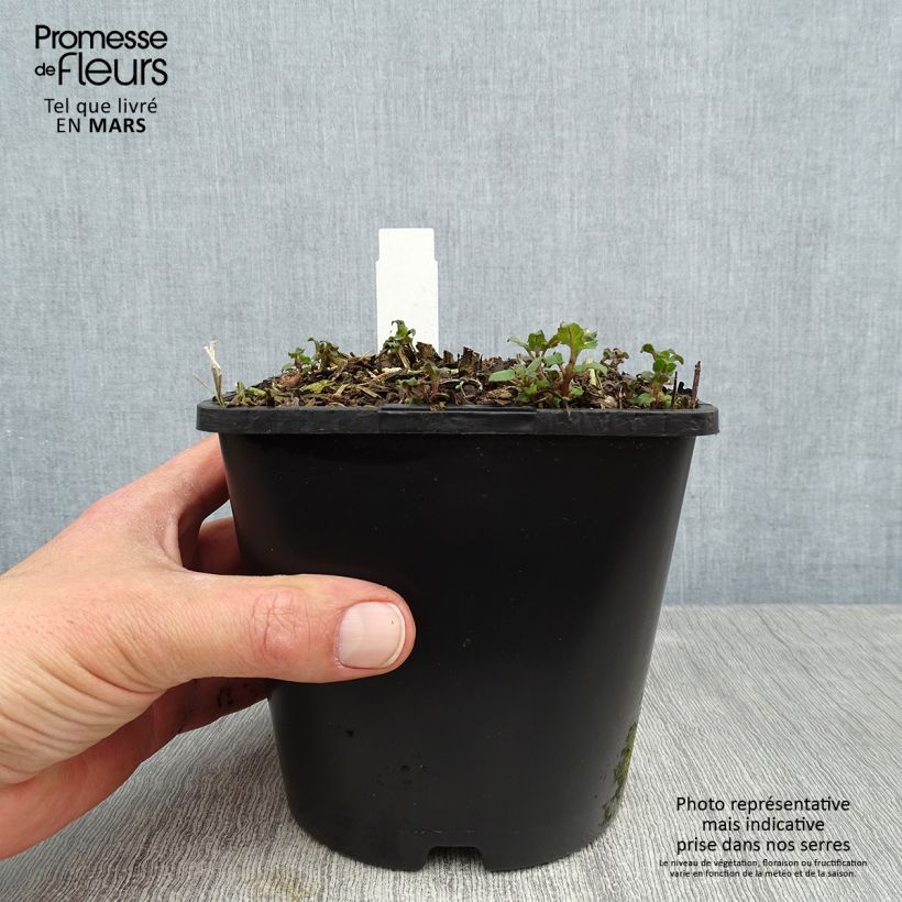 Exemplar von Monarda Bee-True - Indianernessel Topf mit 2L/3L wie im Frühjahr geliefert