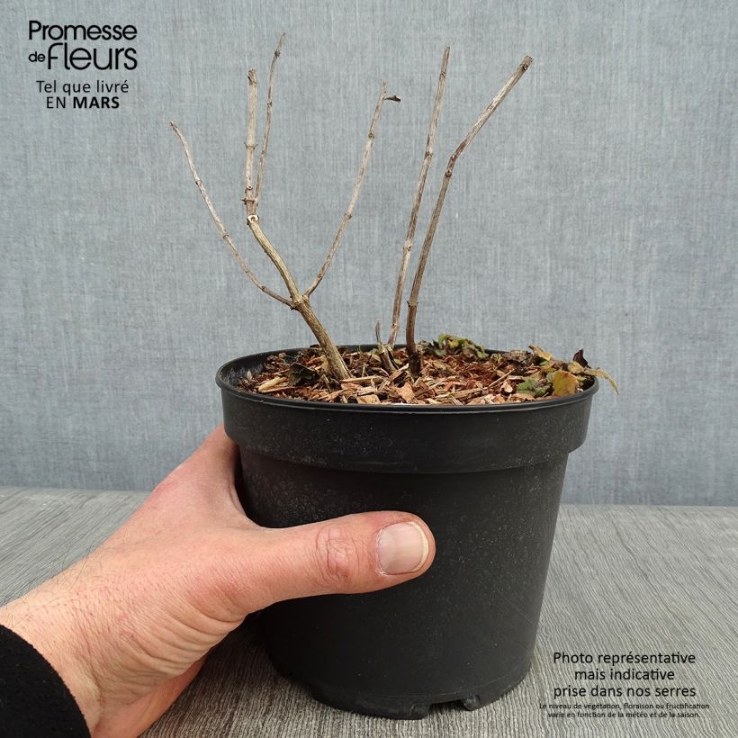 Exemplar von Monarda Gardenview Scarlet - Indianernessel Topf mit 2L/3L wie im Winter geliefert