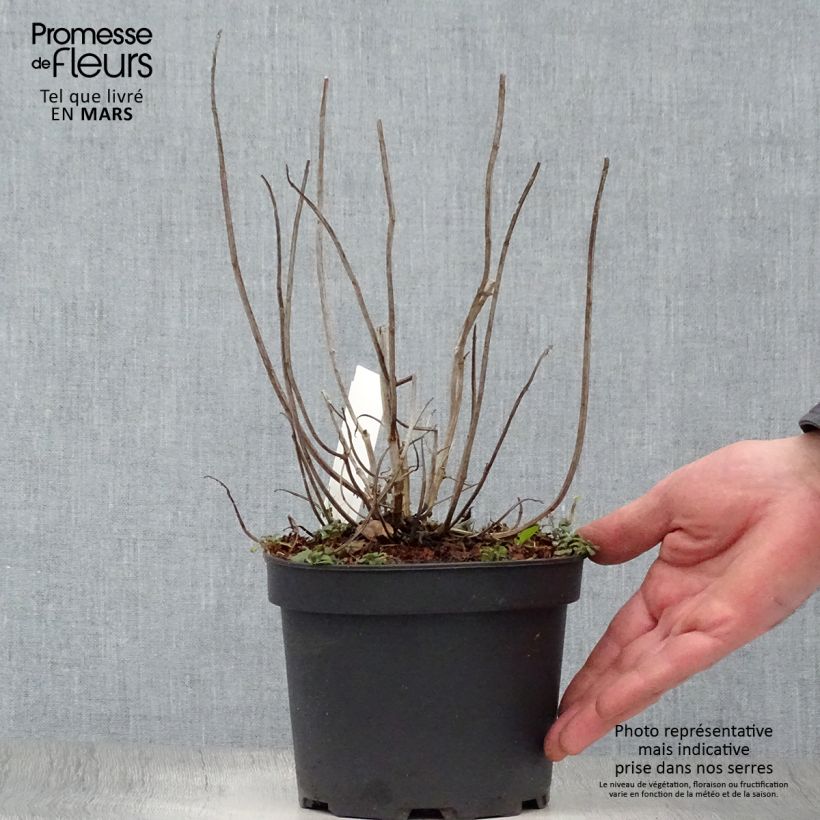 Exemplar von Monarda Gardenview Scarlet - Indianernessel Topf mit 2L/3L wie im Frühjahr geliefert