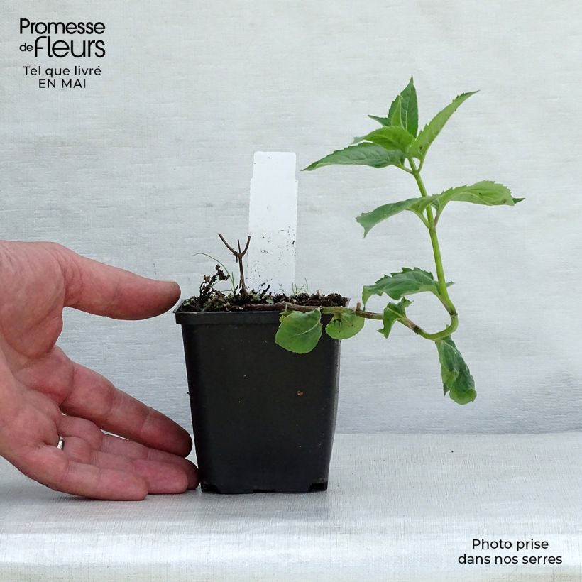 Exemplar von Monarda fistulosa Tetraploid - Indianernessel Kleine Töpfe von 8/9 cm wie im Frühjahr geliefert