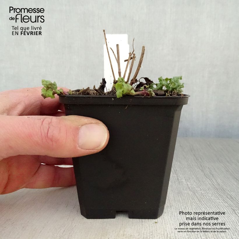 Exemplar von Monarda Cambridge Scarlet - Indianernessel Kleine Töpfe von 8/9 cm wie im Winter geliefert