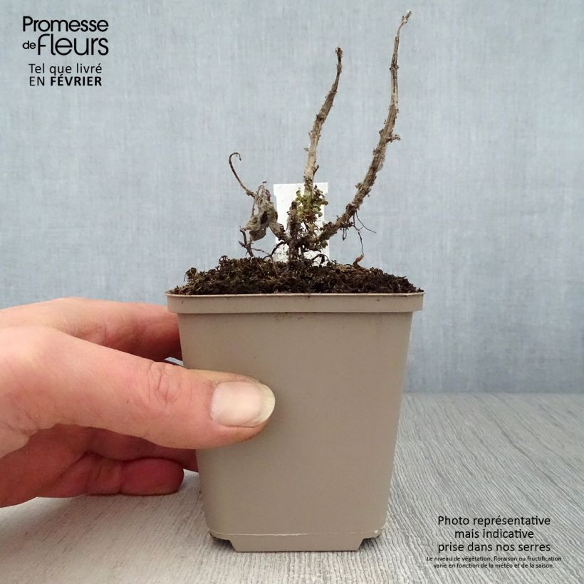 Exemplar von Monarda didyma Cranberry Lace - Goldmelisse Kleine Töpfe von 8/9 cm wie im Winter geliefert