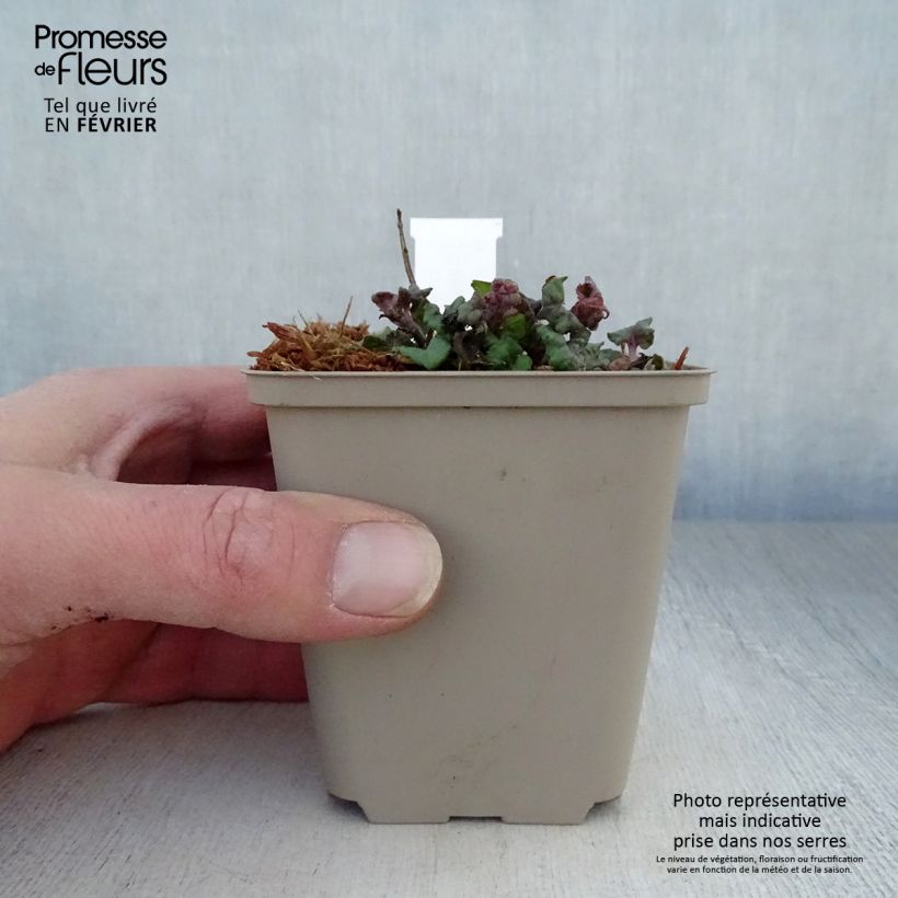 Exemplar von Monarda Fireball - Indianernessel Kleine Töpfe von 8/9 cm wie im Winter geliefert