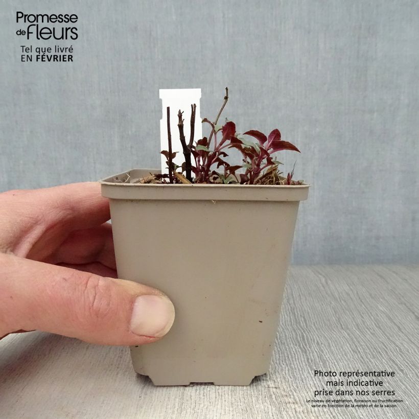 Exemplar von Monarda Heidelerche - Indianernessel Kleine Töpfe von 8/9 cm wie im Winter geliefert