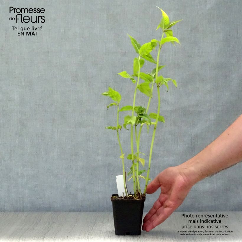 Exemplar von Monarda Jacob Cline - Indianernessel Kleine Töpfe von 8/9 cm wie im Frühjahr geliefert