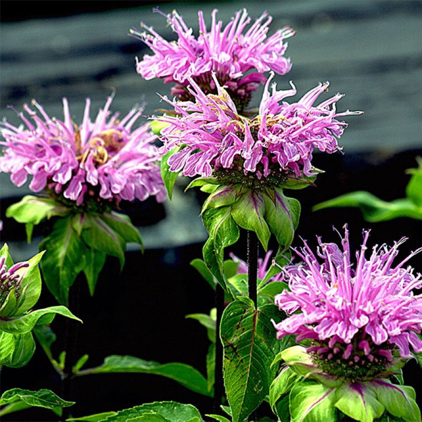 Monarda Melissa - Indianernessel (Blüte)