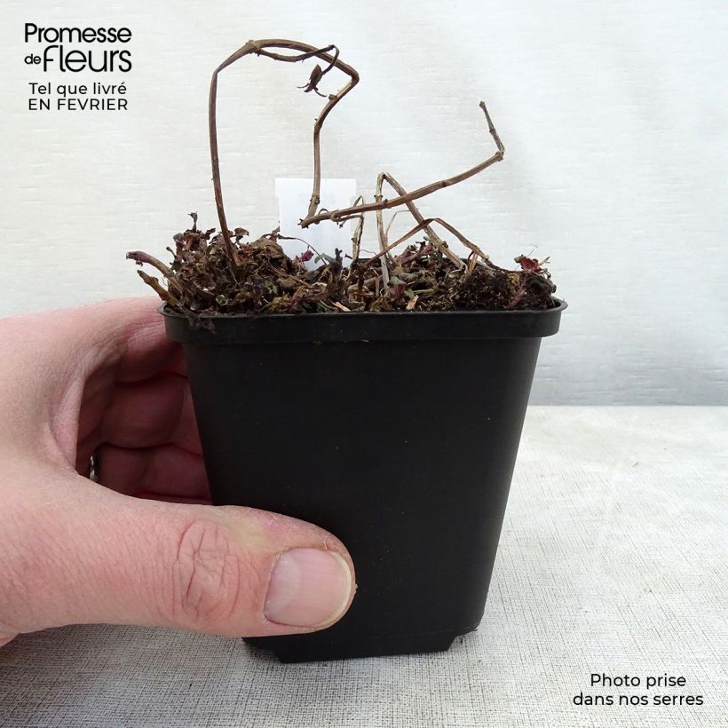 Exemplar von Monarda Melissa - Indianernessel Kleine Töpfe von 8/9 cm wie im Winter geliefert