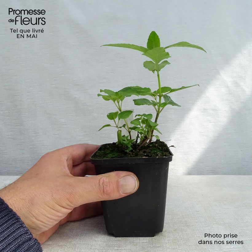 Exemplar von Monarda Melissa - Indianernessel Kleine Töpfe von 8/9 cm wie im Frühjahr geliefert