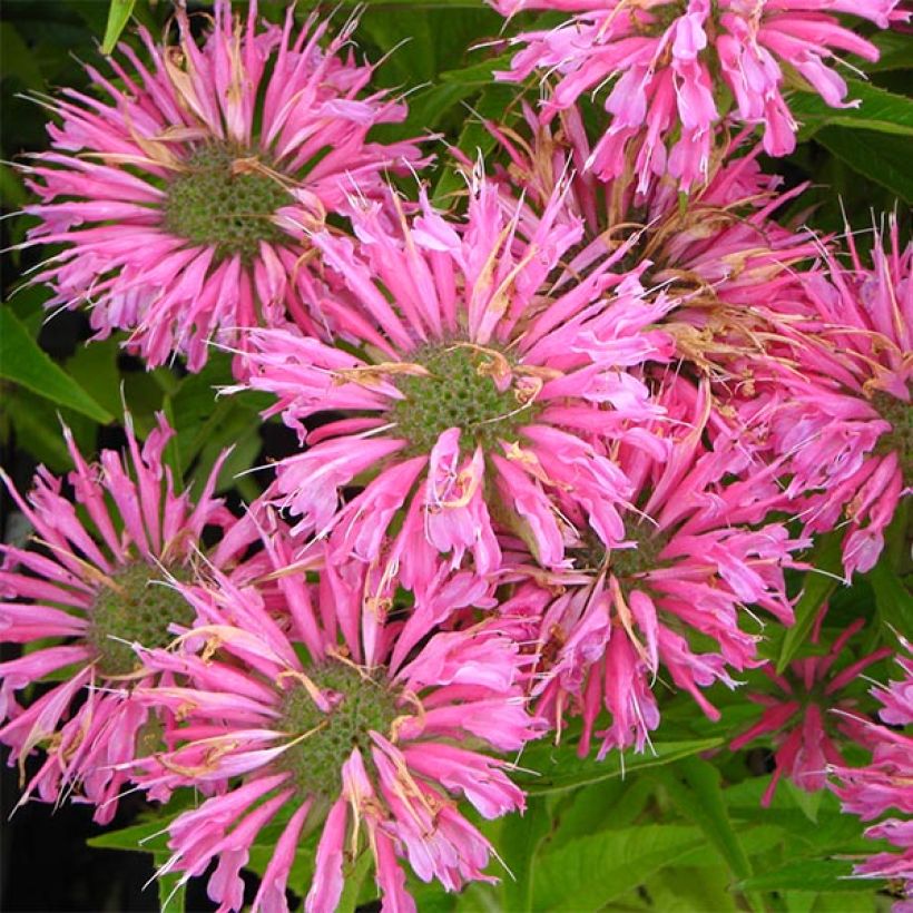 Monarda didyma Pardon My Pink - Goldmelisse (Blüte)