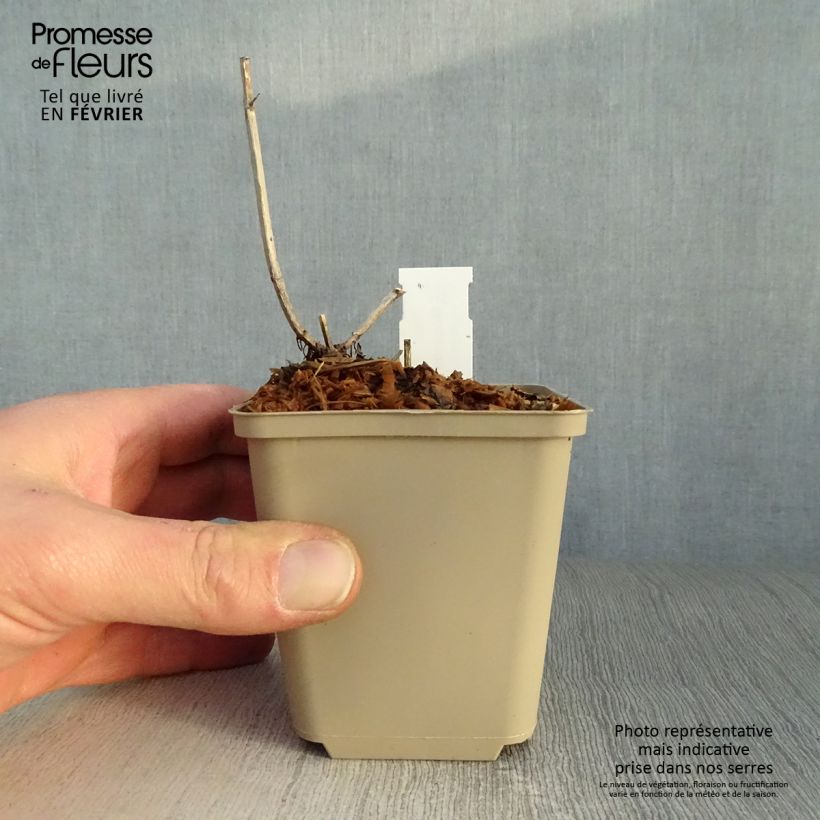 Exemplar von Monarda Pink Lace - Indianernessel Kleine Töpfe von 7/8 cm wie im Winter geliefert