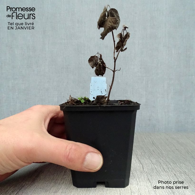 Exemplar von Monarda Prärienacht - Indianernessel Kleine Töpfe von 8/9 cm wie im Winter geliefert