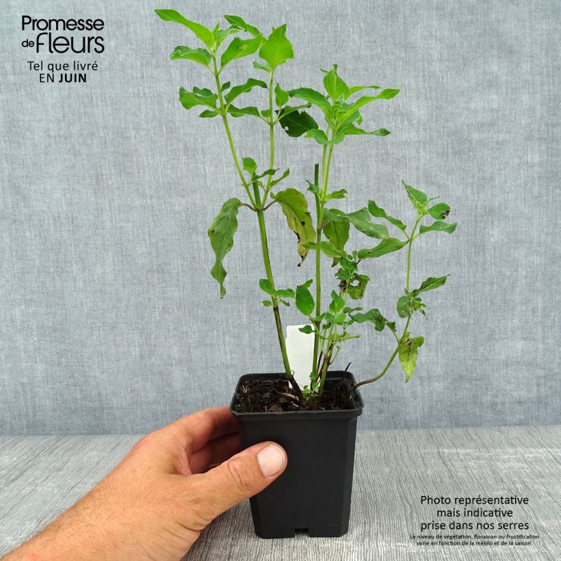 Exemplar von Monarda Schneewittchen - Indianernessel Kleine Töpfe von 8/9 cm wie im Sommer geliefert