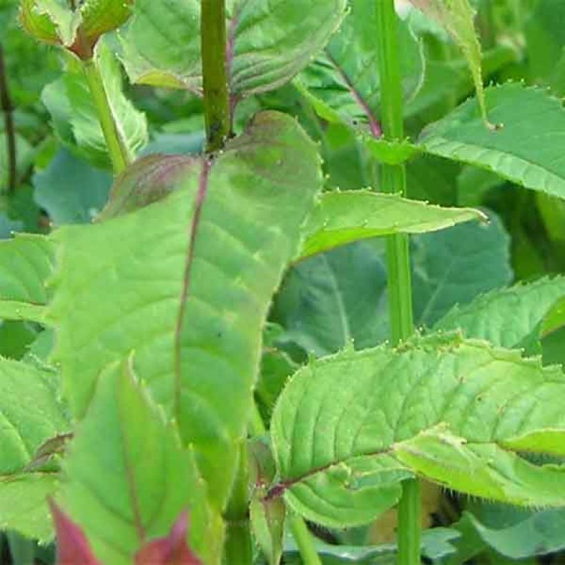 Monarda Scorpion - Indianernessel (Laub)