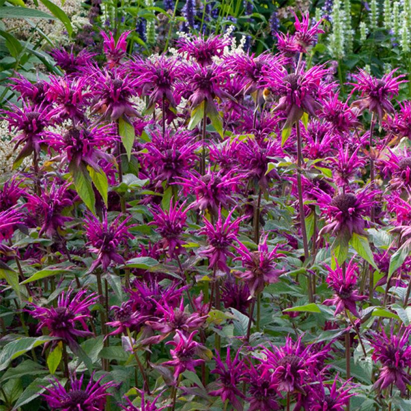 Monarda Scorpion - Indianernessel (Blüte)
