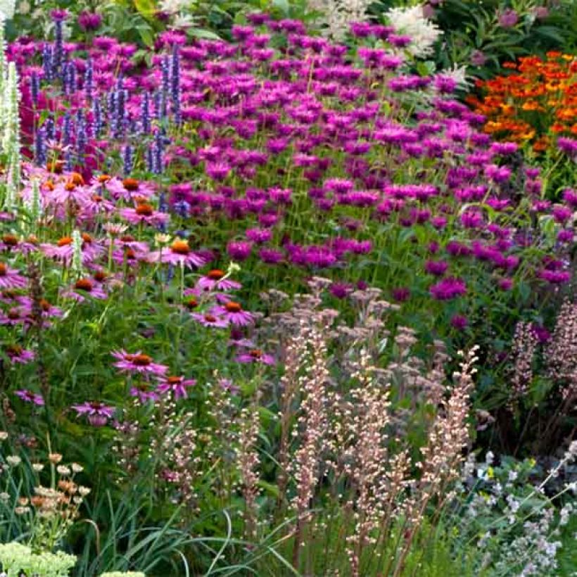 Monarda Scorpion - Indianernessel (Hafen)