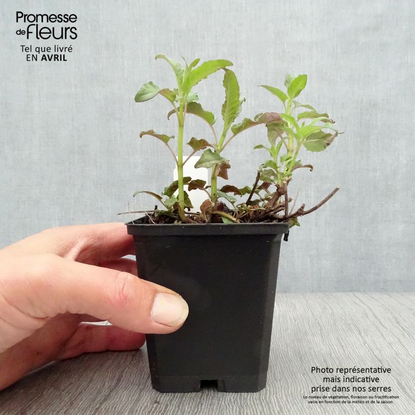 Exemplar von Monarda Scorpion - Indianernessel Kleine Töpfe von 8/9 cm wie im Frühjahr geliefert