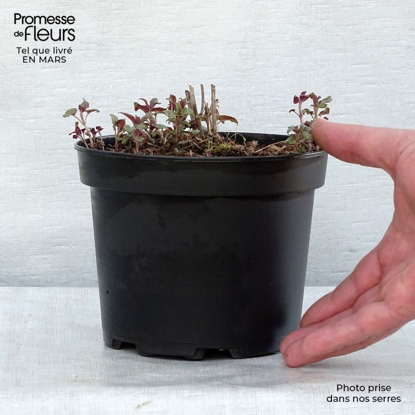 Exemplar von Monarda Scorpion - Indianernessel Topf mit 2L/3L wie im Frühjahr geliefert