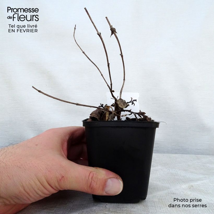 Exemplar von Monarda bradburiana - Indianernessel Kleine Töpfe von 8/9 cm wie im Winter geliefert