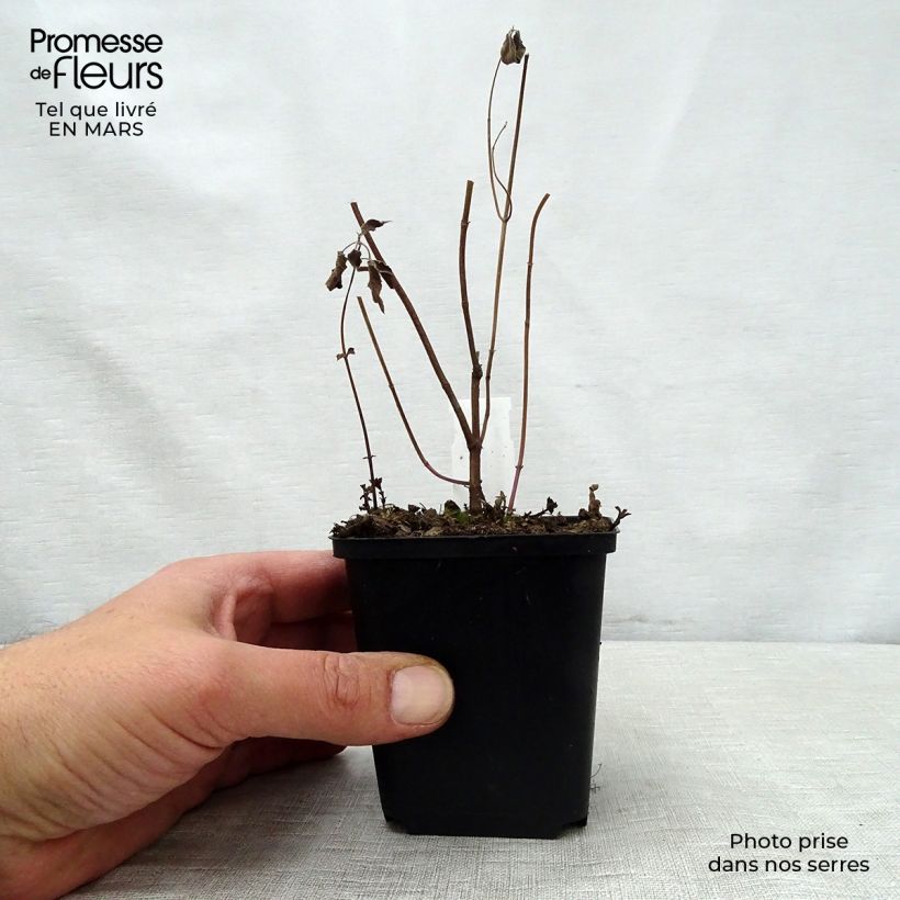 Exemplar von Monarda fistulosa subsp.menthifolia - Indianernessel Kleine Töpfe von 8/9 cm wie im Frühjahr geliefert