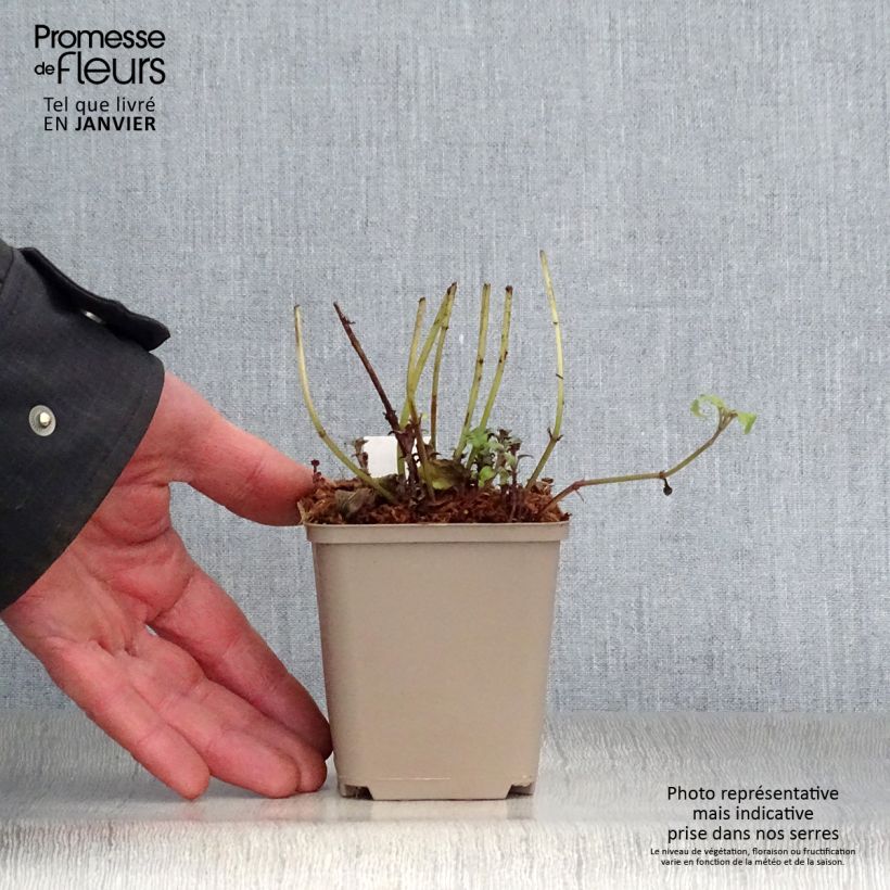 Exemplar von Monarda fistulosa subsp.menthifolia - Indianernessel Kleine Töpfe von 8/9 cm wie im Winter geliefert