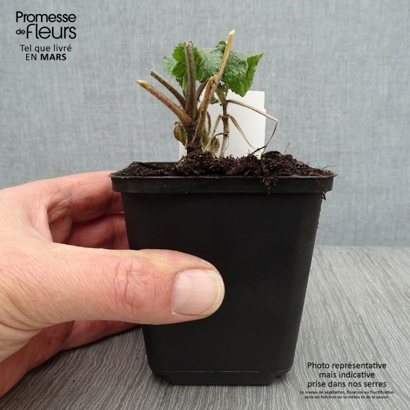 Exemplar von Silberblatt Alba - Lunaria annua Kleine Töpfe von 8/9 cm wie im Frühjahr geliefert