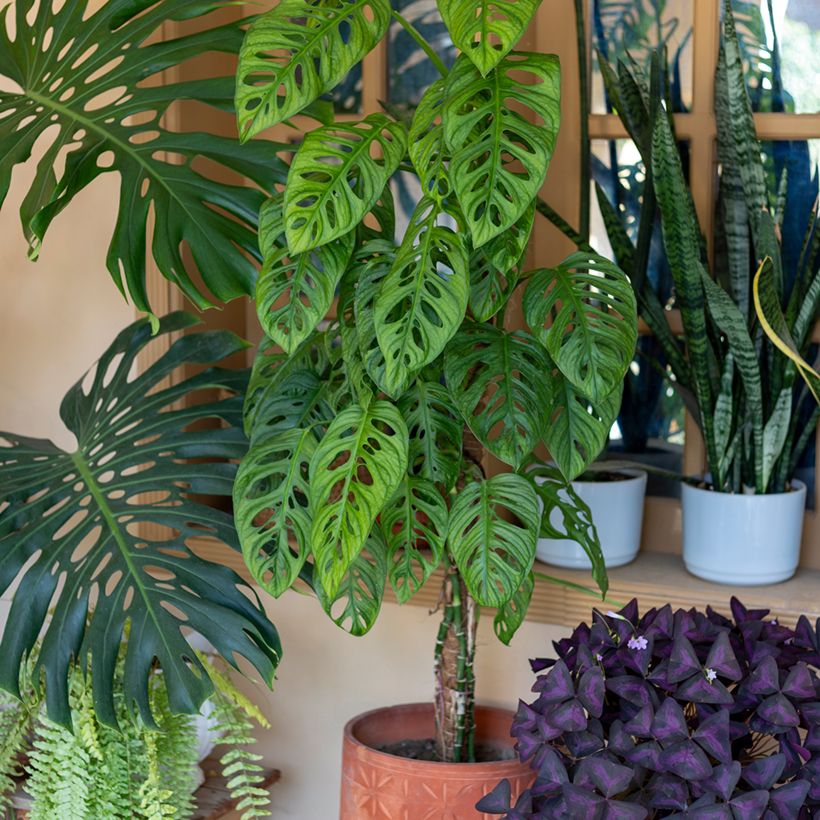 Monstera adansonii - Fensterblatt (Hafen)