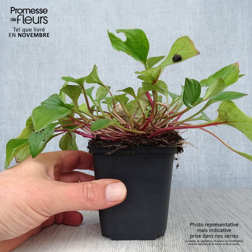 Exemplar von Claytonia sibirica - Sibirische Claytonie Kleine Töpfe von 8/9 cm wie im Herbst geliefert