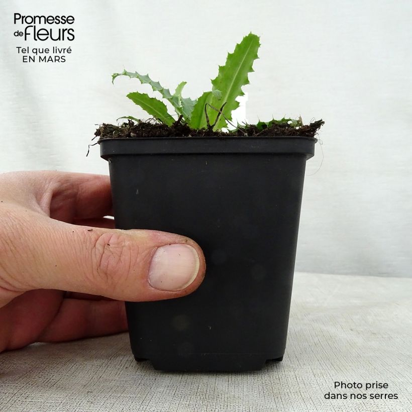 Exemplar von Morina longifolia - Kardendistel Kleine Töpfe von 8/9 cm wie im Frühjahr geliefert