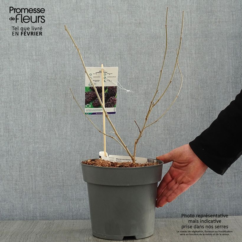 Exemplar von Koreanische Zwerg-Maulbeere Mulle - Morus acidosa Topf mit 3L/4L wie im Winter geliefert