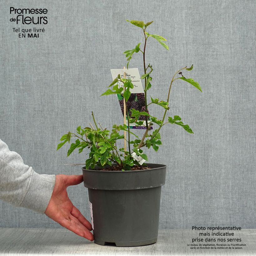 Exemplar von Koreanische Zwerg-Maulbeere Mulle - Morus acidosa Topf mit 3L/4L wie im Frühjahr geliefert