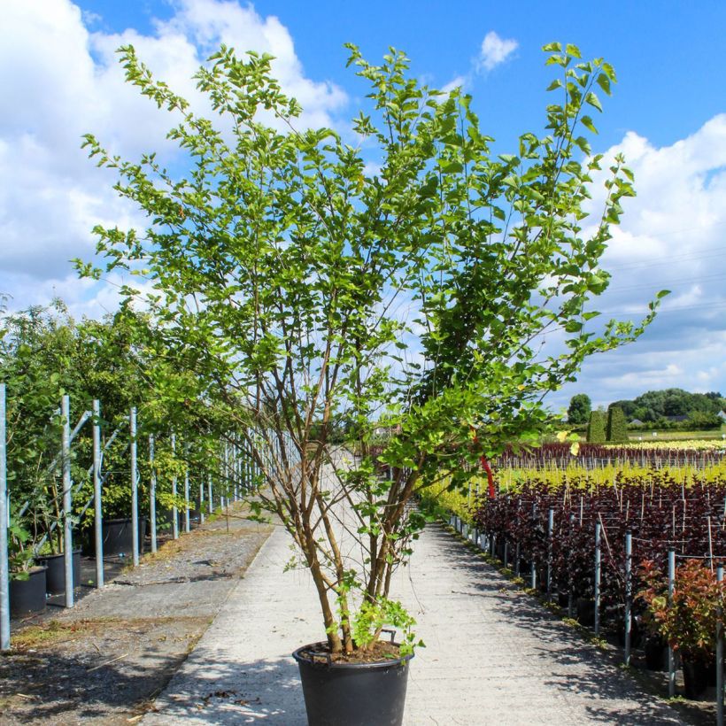Exemplar von Morus alba - Weißer Maulbeerbaum Topf mit 80L/90L wie im Frühjahr geliefert