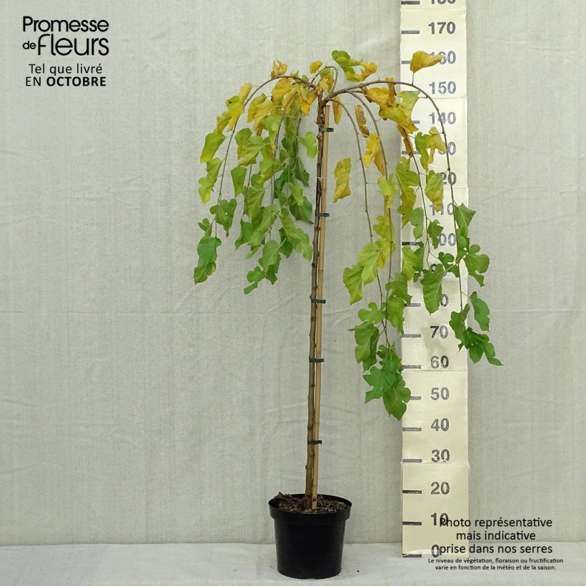 Exemplar von Morus alba Pendula - Weißer Maulbeerbaum Topf mit 7,5L/10L wie im Herbst geliefert
