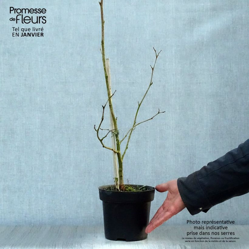 Exemplar von Morus nigra - Schwarzer Maulbeerbaum Topf mit 1,5L/2L wie im Winter geliefert