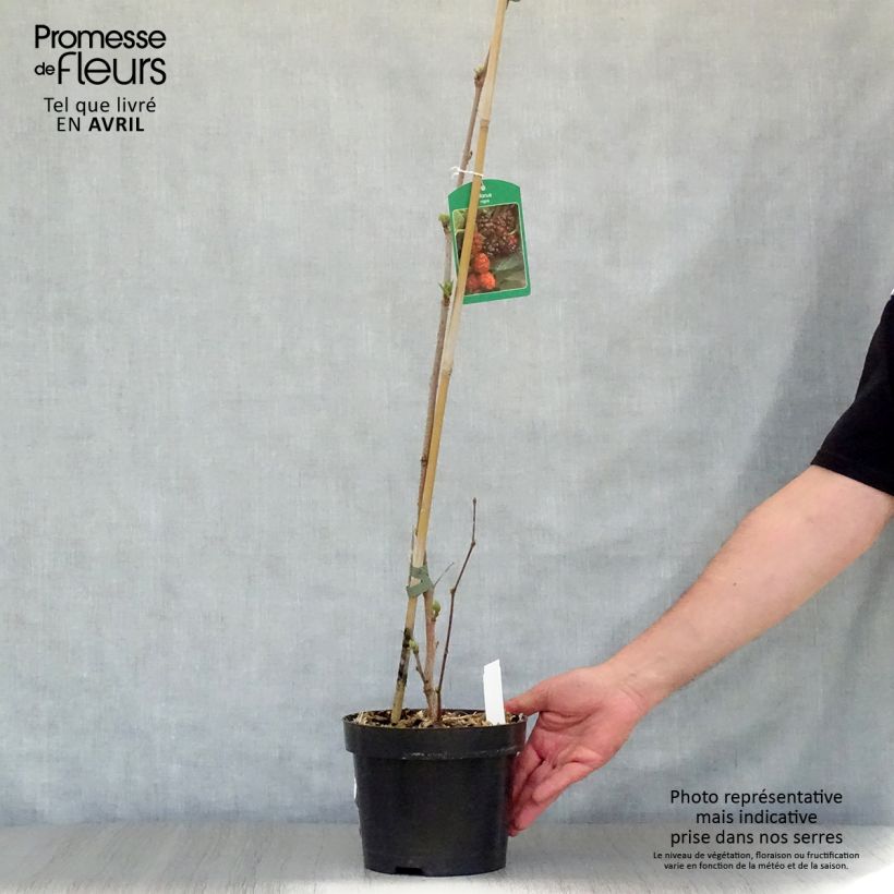 Exemplar von Morus nigra - Schwarzer Maulbeerbaum Topf mit 1,5L/2L wie im Frühjahr geliefert