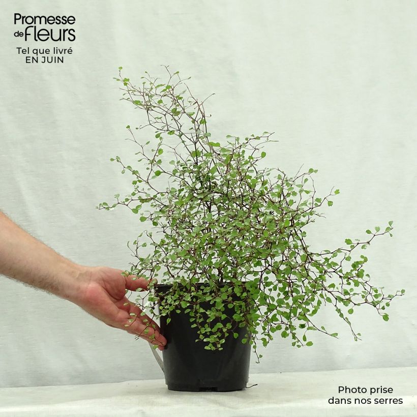 Exemplar von Muehlenbeckia astonii - Strauchiger Tororaro Topf mit 3L/4L wie im Sommer geliefert