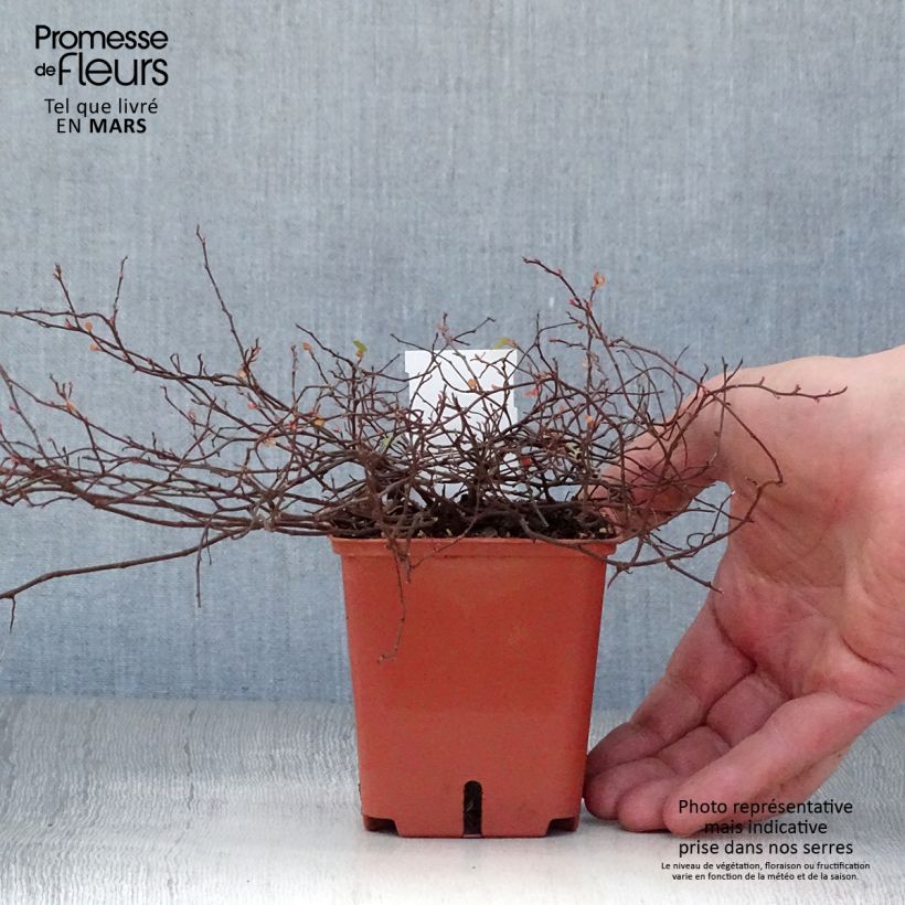 Exemplar von Muehlenbeckia complexa Golden Girl - Mühlenbeckie Kleine Töpfe von 8/9 cm wie im Frühjahr geliefert