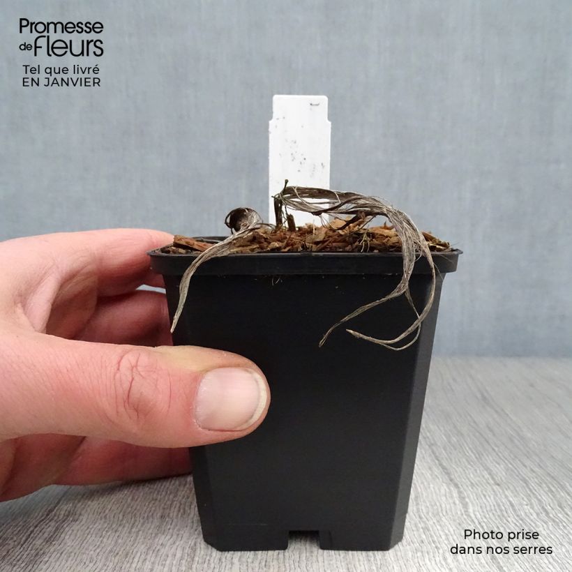 Exemplar von Convallaria majalis - Maiglöckchen Kleine Töpfe von 8/9 cm wie im Winter geliefert