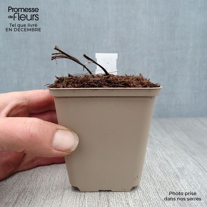 Exemplar von Convallaria majalis Bordeaux - Maiglöckchen Kleine Töpfe von 8/9 cm wie im Winter geliefert