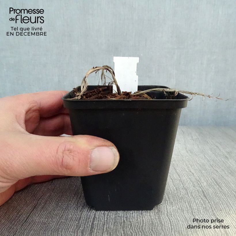 Exemplar von Convallaria majalis Doreen - Maiglöckchen Kleine Töpfe von 8/9 cm wie im Winter geliefert