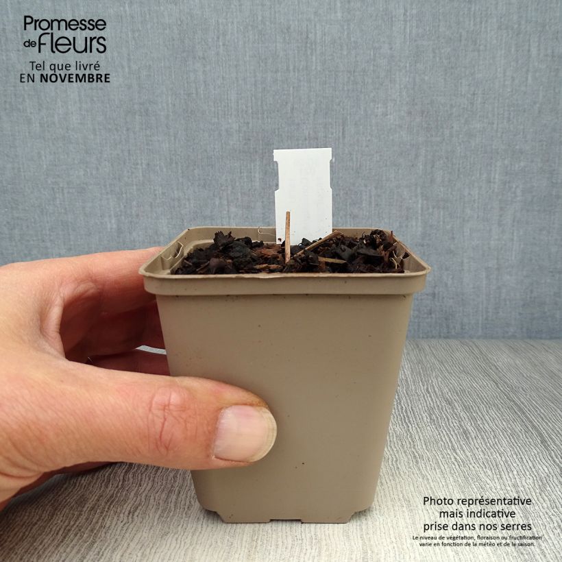 Exemplar von Convallaria majalis Doreen - Maiglöckchen Kleine Töpfe von 8/9 cm wie im Herbst geliefert