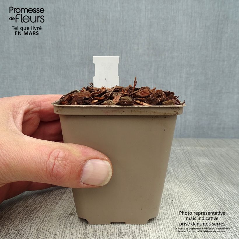 Exemplar von Convallaria majalis Doreen - Maiglöckchen Kleine Töpfe von 8/9 cm wie im Frühjahr geliefert