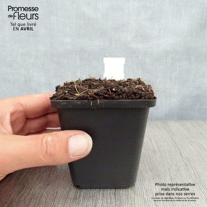 Exemplar von Convallaria majalis Prolificans - Maiglöckchen Kleine Töpfe von 8/9 cm wie im Frühjahr geliefert