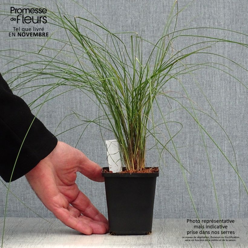 Exemplar von Muhlenbergia capillaris - Rosa Haargras Kleine Töpfe von 8/9 cm wie im Herbst geliefert