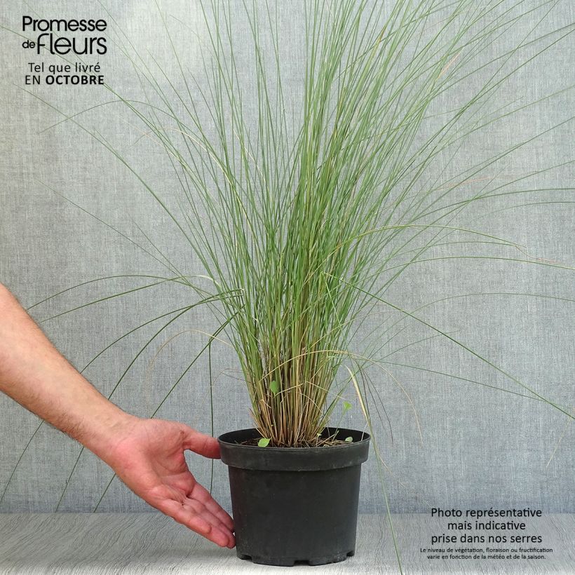 Exemplar von Muhlenbergia capillaris - Rosa Haargras Topf mit 2L/3L wie im Herbst geliefert
