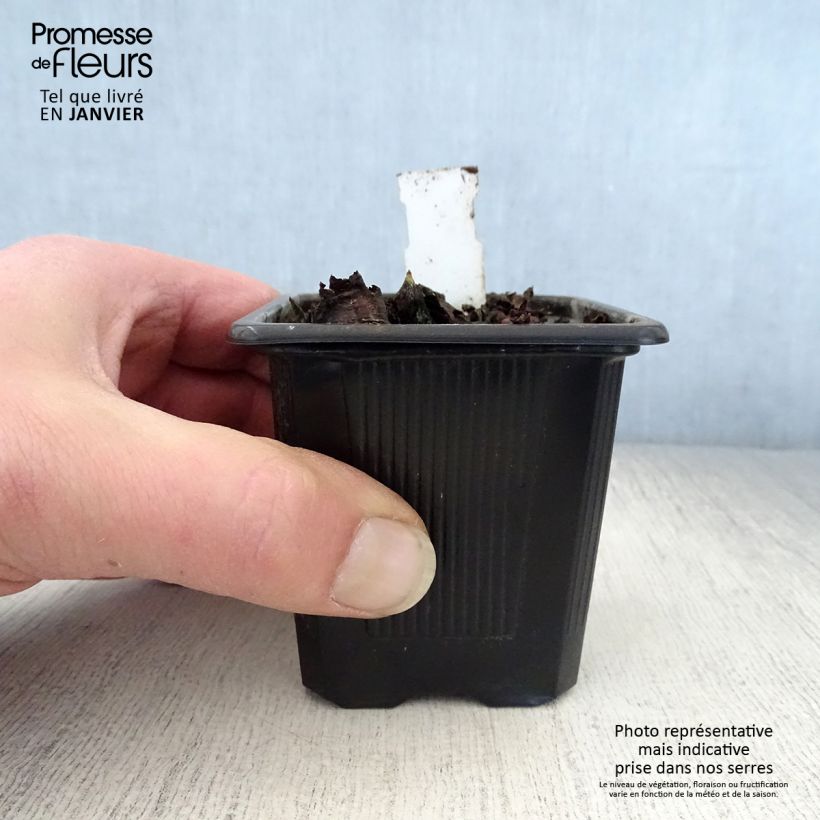 Exemplar von Mukdenia rossii - Ahornblatt Kleine Töpfe von 8/9 cm wie im Winter geliefert