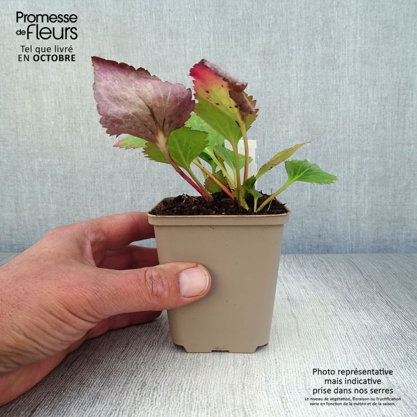 Exemplar von Mukgenia Nova Flame - Hybrid-Ahornblatt Kleine Töpfe von 8/9 cm wie im Herbst geliefert
